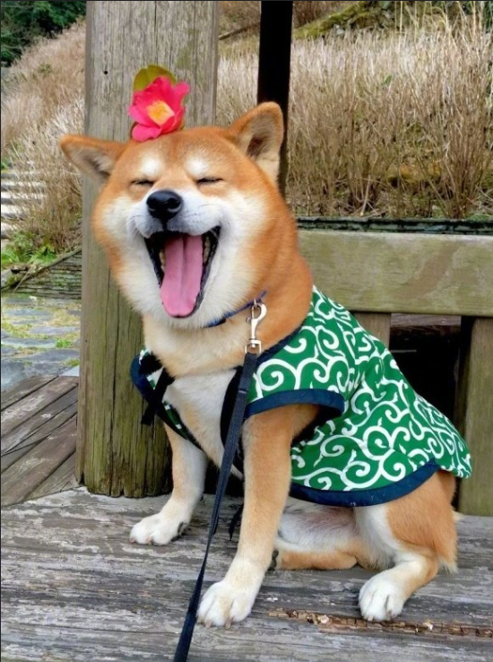 日本博主shibainu家的柴犬berry治愈系笑容图片 3