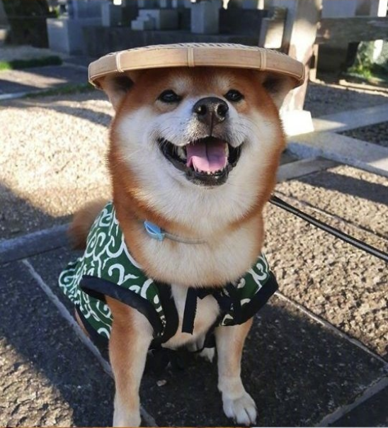 日本博主shibainu家的柴犬berry治愈系笑容图片 4