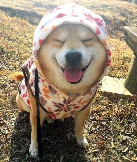 日本博主shibainu家的柴犬berry治愈系笑容图片 5