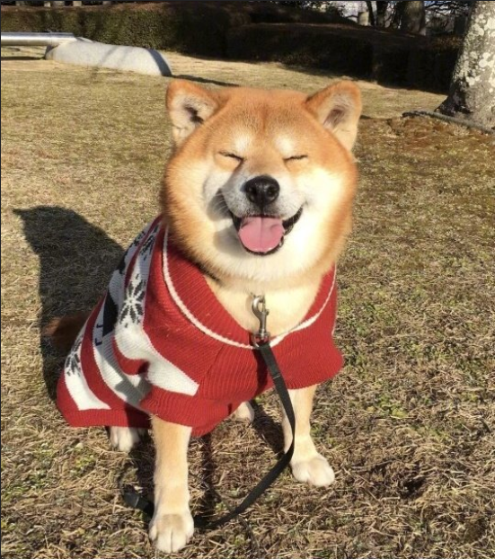 日本博主shibainu家的柴犬berry治愈系笑容图片 6