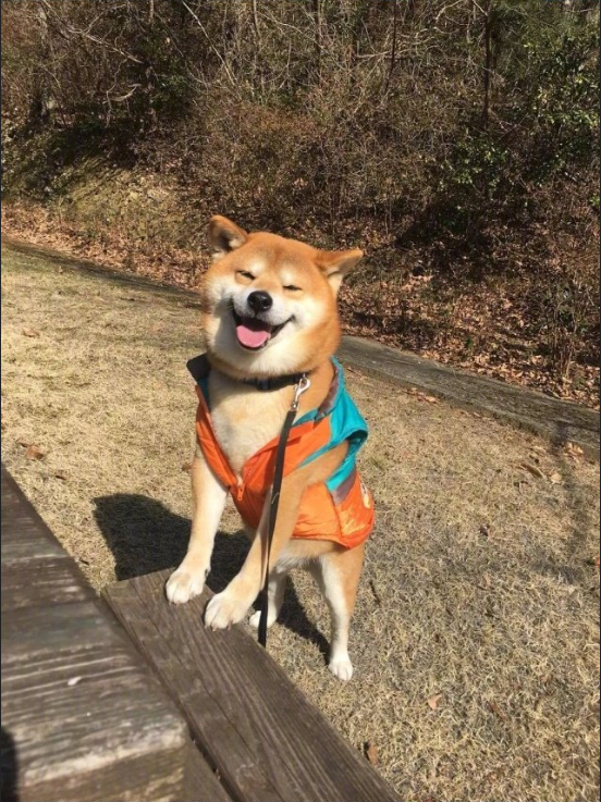 日本博主shibainu家的柴犬berry治愈系笑容图片 8