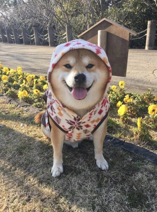 日本博主shibainu家的柴犬berry治愈系笑容图片 9