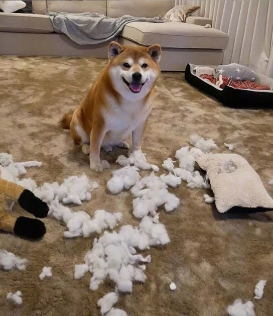 日本博主shibainu家的柴犬berry治愈系笑容图片 10
