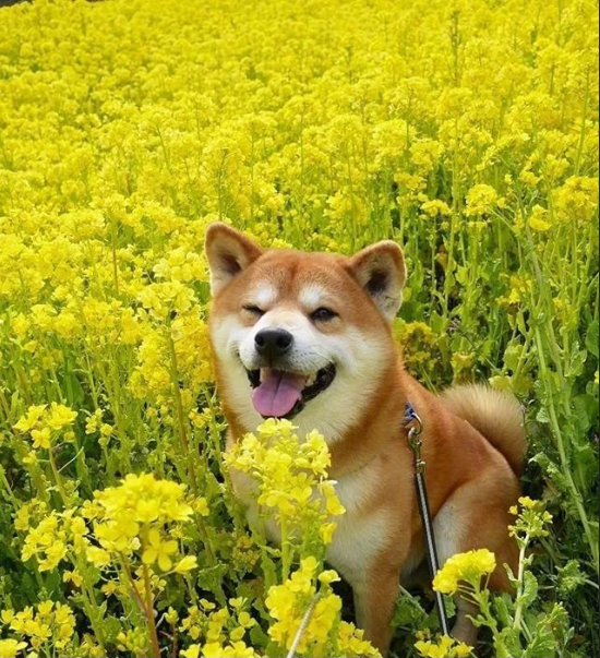 日本博主shibainu家的柴犬berry治愈系笑容图片 11