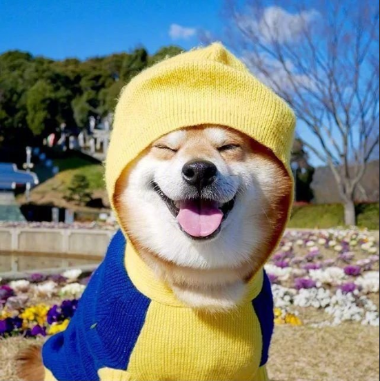 日本博主shibainu家的柴犬berry治愈系笑容图片 12