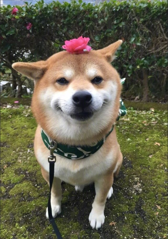 日本博主shibainu家的柴犬berry治愈系笑容图片 13