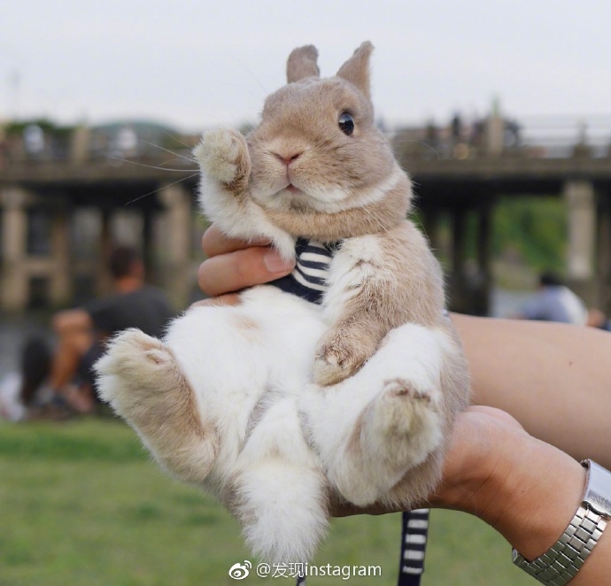 旅行的萌宠兔子图片