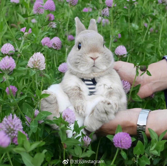 旅行的萌宠兔子图片 4