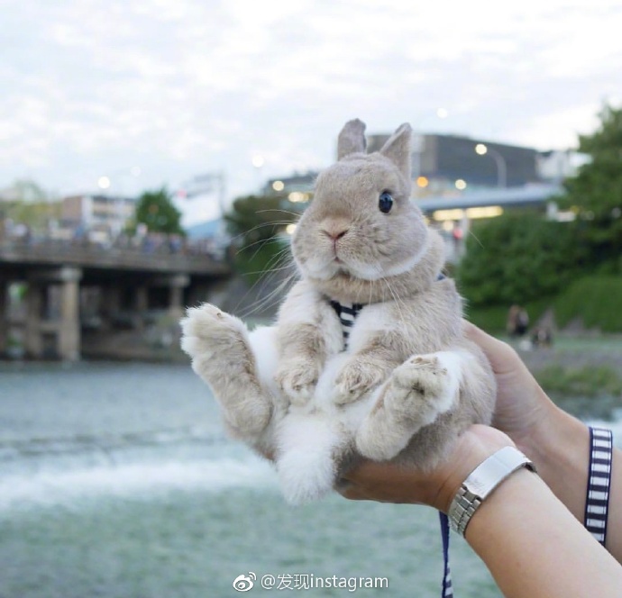 旅行的萌宠兔子图片 5