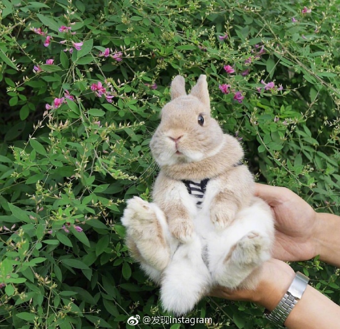 旅行的萌宠兔子图片 8
