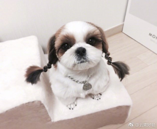 狗狗图片 狗子扎上双马尾的你很可爱