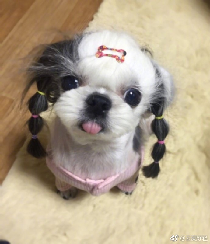 狗狗图片 狗子扎上双马尾的你很可爱 3