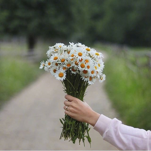 唯美野花小雏菊图片 2