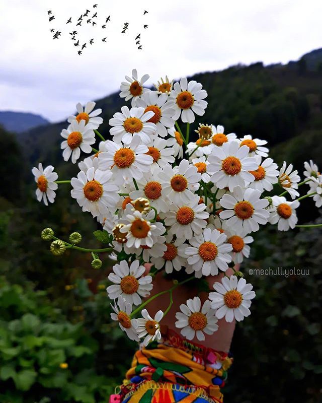 唯美野花小雏菊图片 3