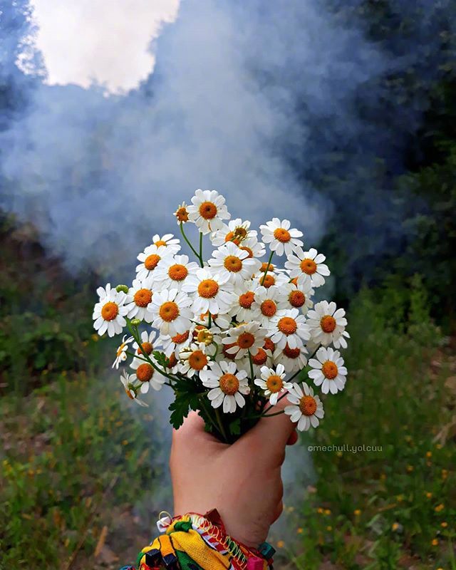 唯美野花小雏菊图片 4
