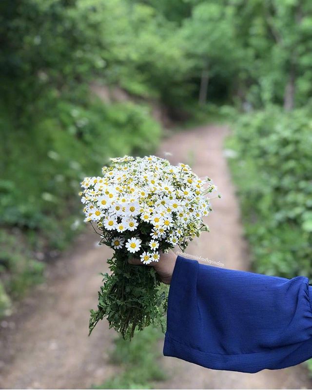 唯美野花小雏菊图片 5