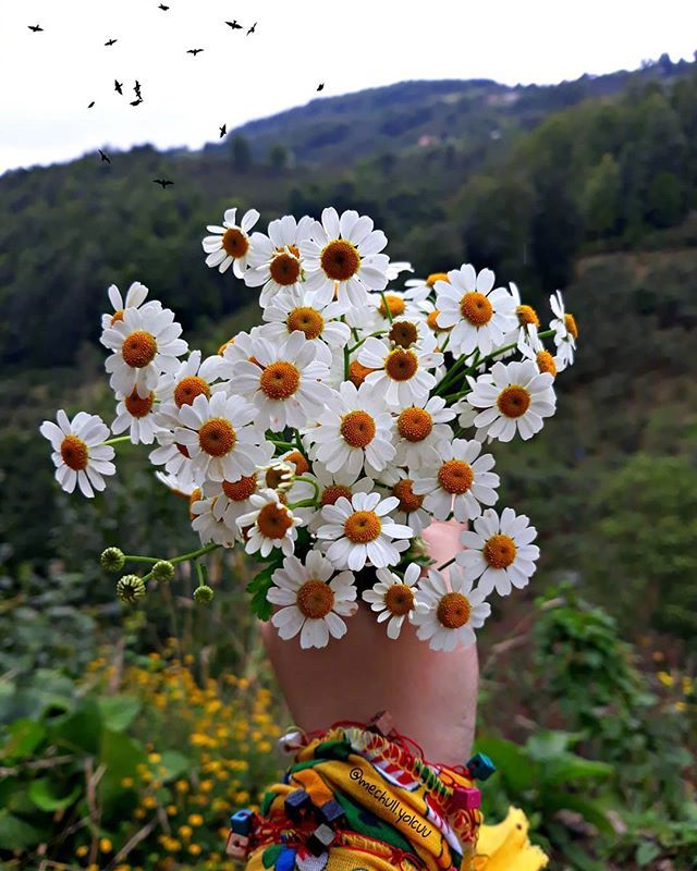 唯美野花小雏菊图片 6