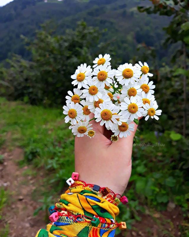 唯美野花小雏菊图片 7