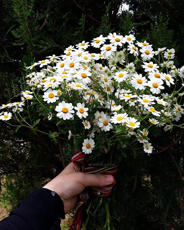 唯美野花小雏菊图片 9