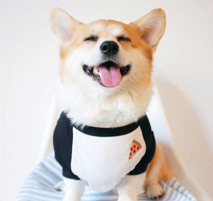 萌宠柴犬图片 愿你们都像狗子一样笑得那么开心
