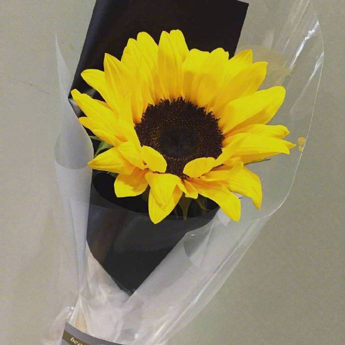 唯美鲜花花束向日葵图片 4
