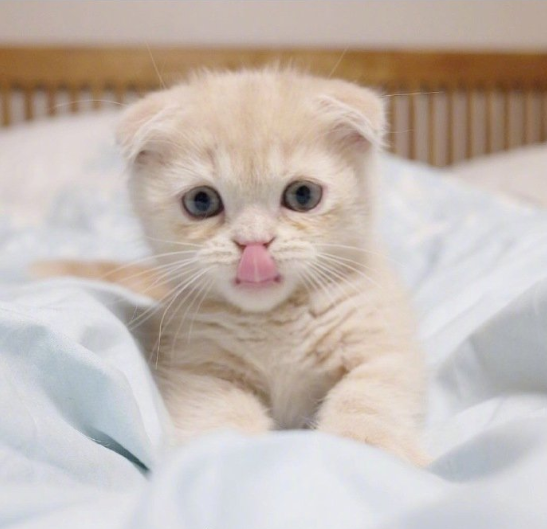 萌宠撒娇卖萌的猫咪图片