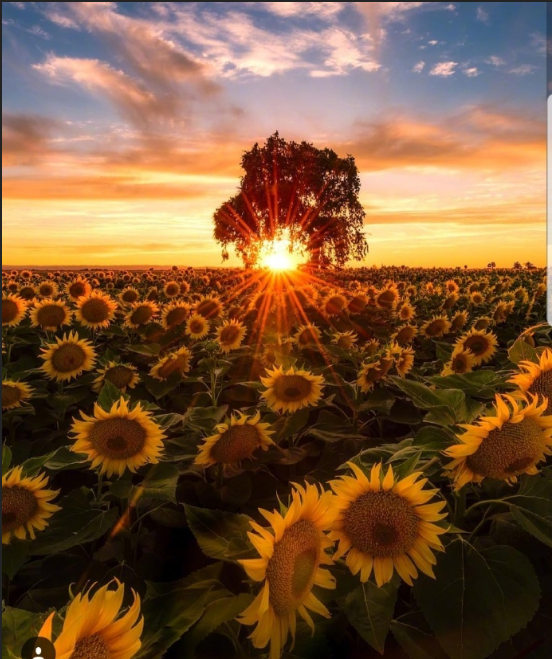 唯美夕阳下的向日葵花海图片 2