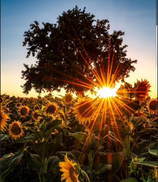 唯美夕阳下的向日葵花海图片 3