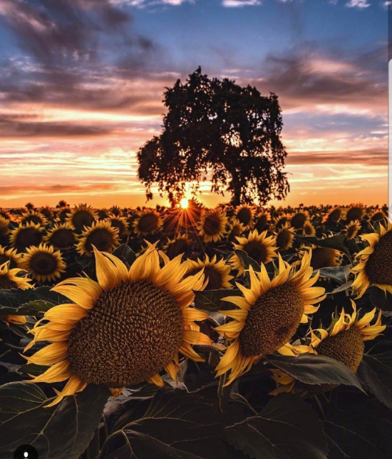 唯美夕阳下的向日葵花海图片 4
