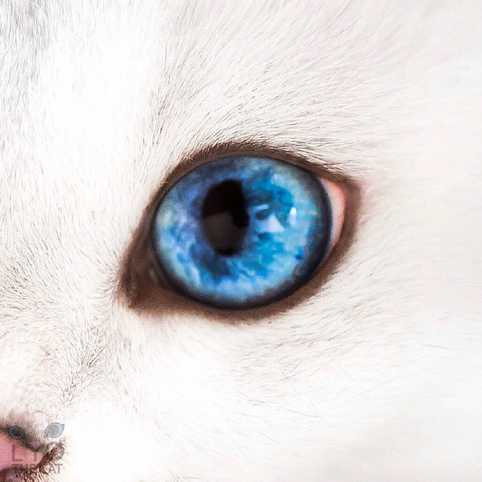 萌宠猫咪图片 眼睛跟宝石一样美丽的LYO白猫图片 9
