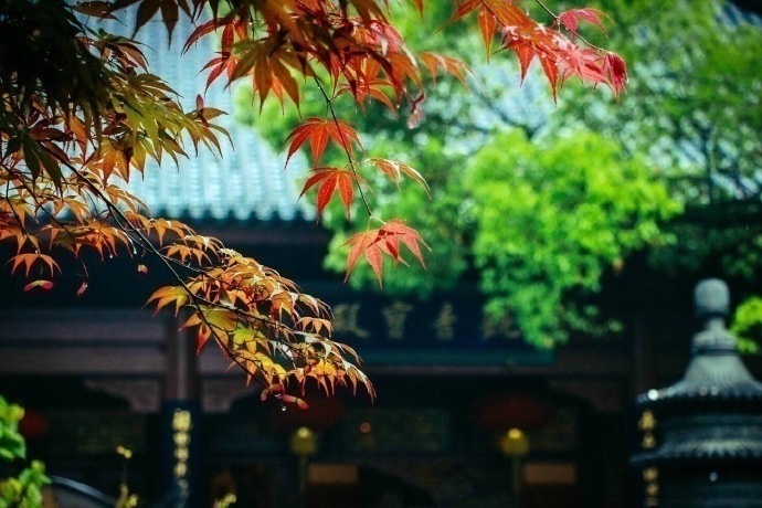 绿意盎然杭州灵隐寺美景图片