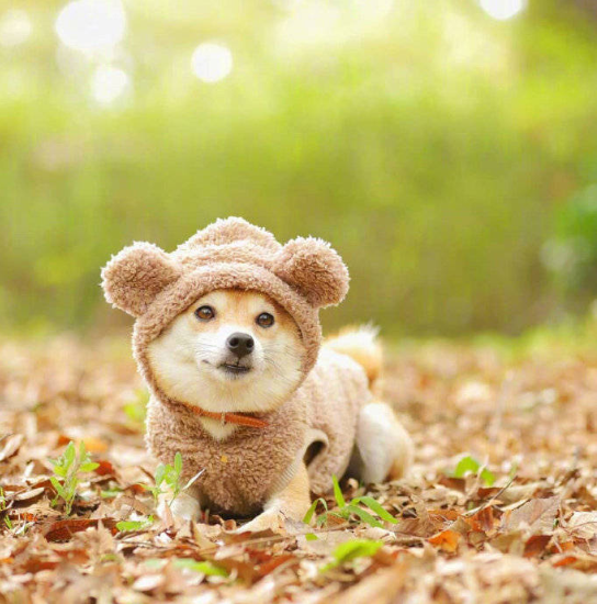 萌萌哒的柴犬卖萌图片