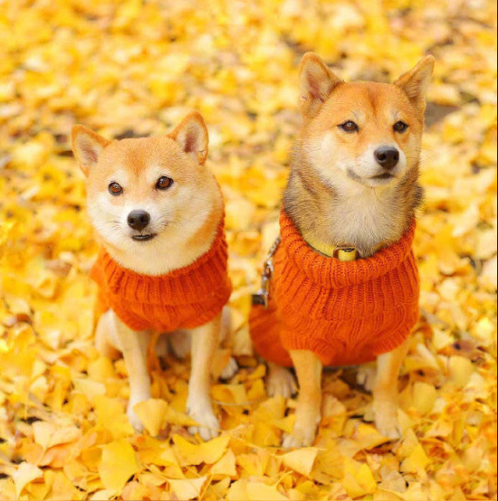 萌宠狗狗图片_柴犬秋季唯美图片
