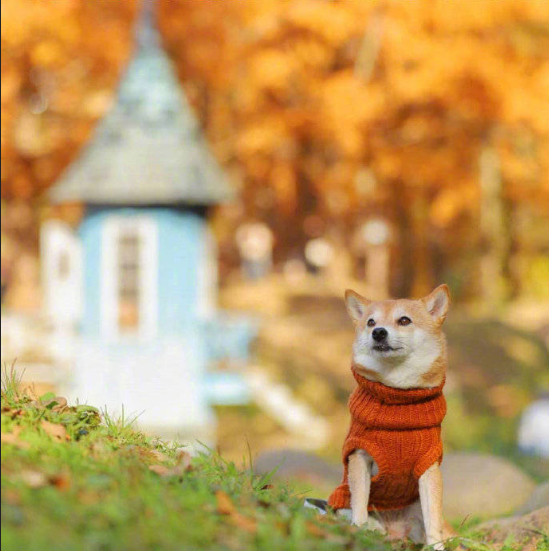 萌宠狗狗图片_柴犬秋季唯美图片 2