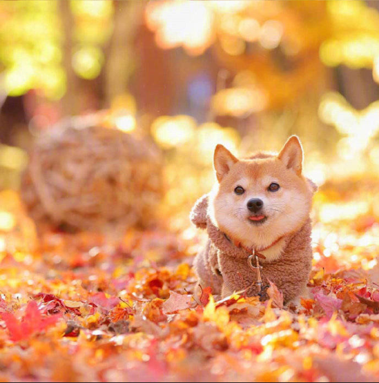 萌宠狗狗图片_柴犬秋季唯美图片 3