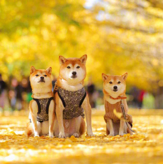 萌宠狗狗图片_柴犬秋季唯美图片 4