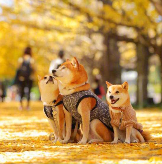 萌宠狗狗图片_柴犬秋季唯美图片 5