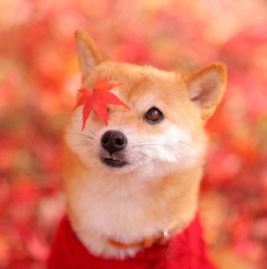 萌宠狗狗图片_柴犬秋季唯美图片 7