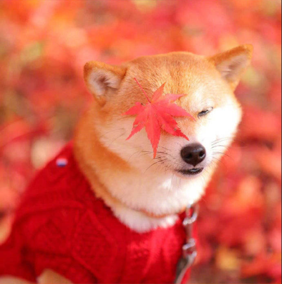 萌宠狗狗图片_柴犬秋季唯美图片 8