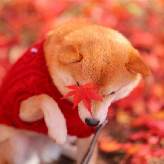 萌宠狗狗图片_柴犬秋季唯美图片 9