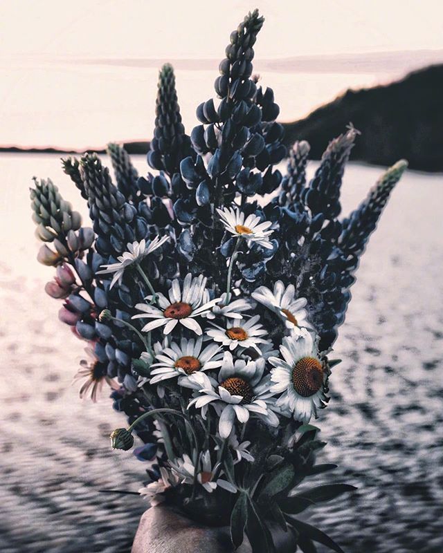唯美小雏菊图片 该扔的就扔 该放弃就放弃 5