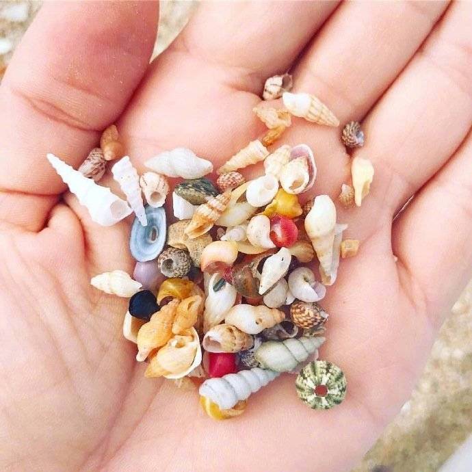 各种奇怪的贝壳图片 3