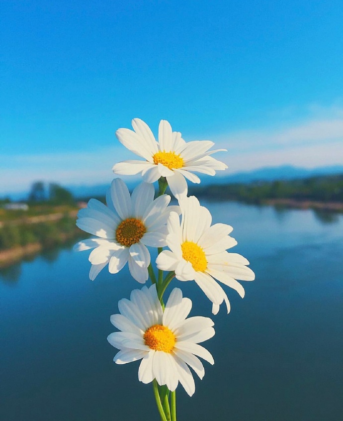 早安图片 唯美小雏菊图片