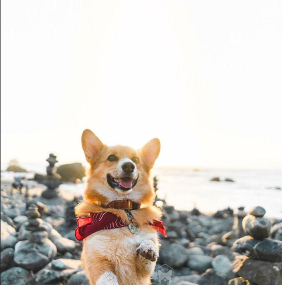 小短腿柯基犬旅行图片