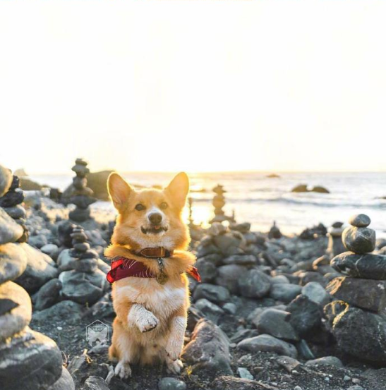 小短腿柯基犬旅行图片 2
