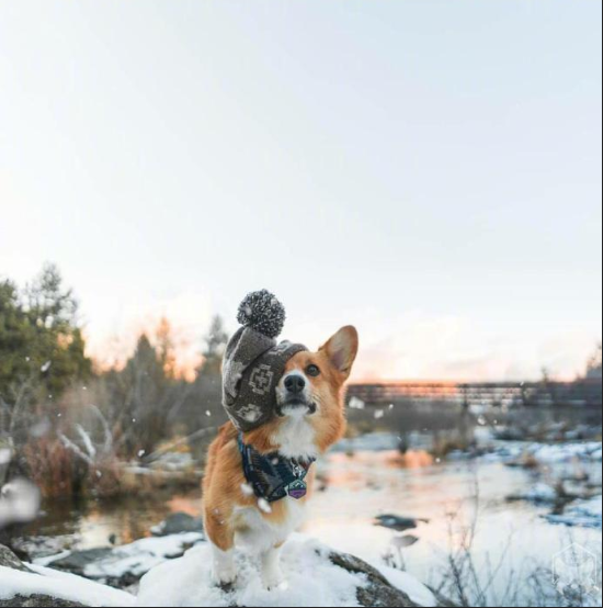 小短腿柯基犬旅行图片 3