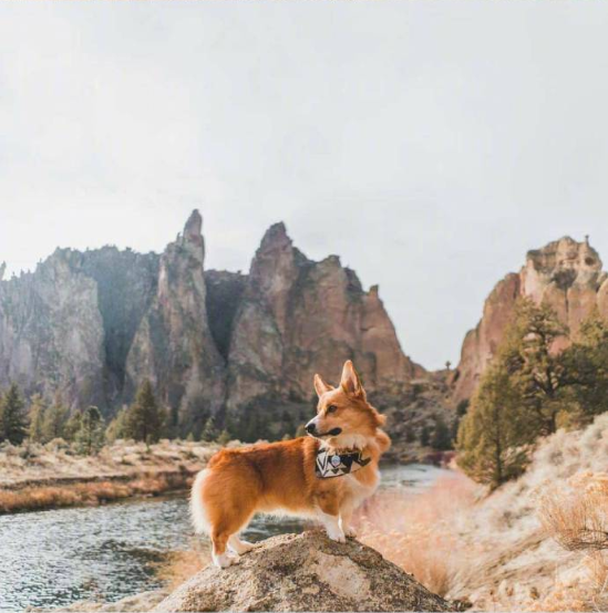 小短腿柯基犬旅行图片 5