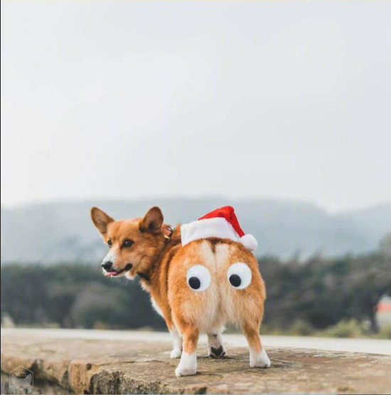 小短腿柯基犬旅行图片 6
