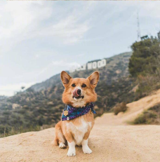 小短腿柯基犬旅行图片 7