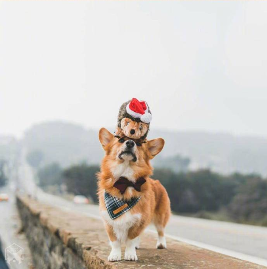 小短腿柯基犬旅行图片 9